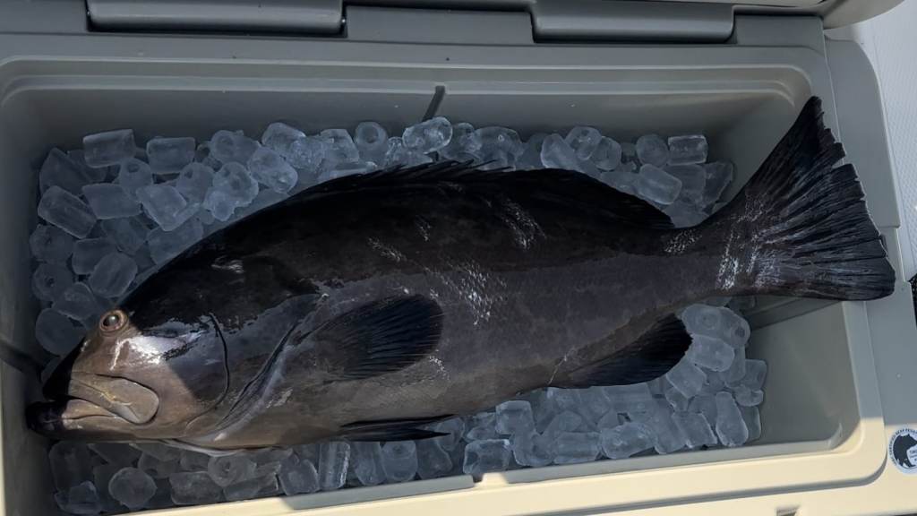 black grouper recipes