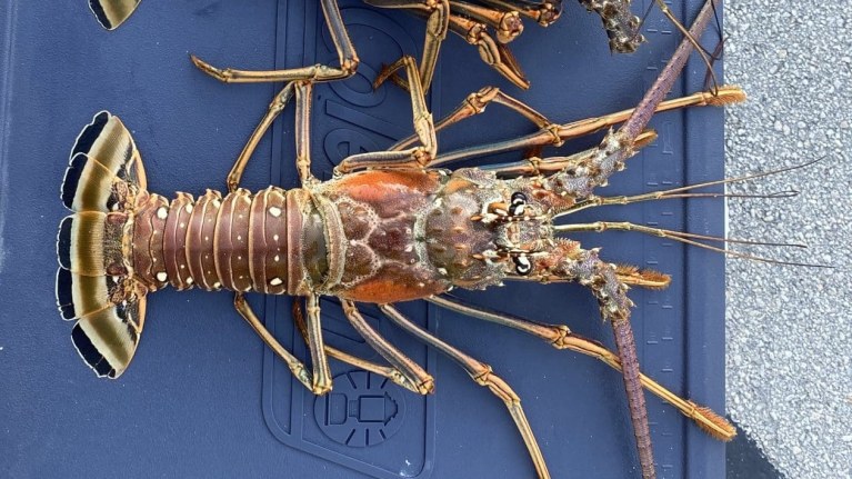 spiny lobster recipes
