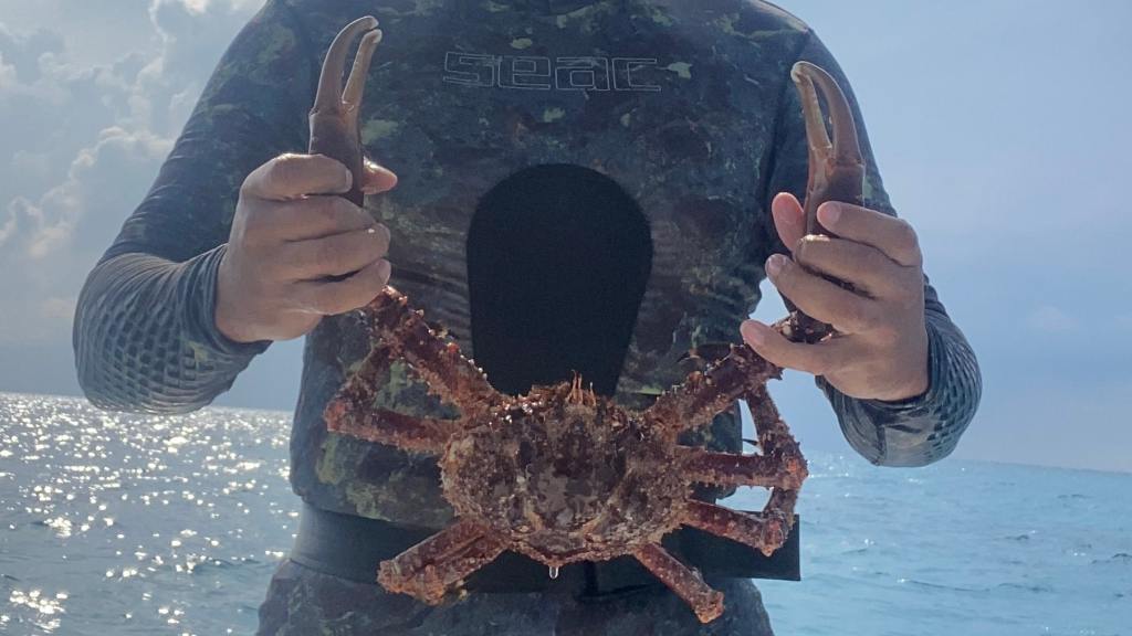 channel clinging crab