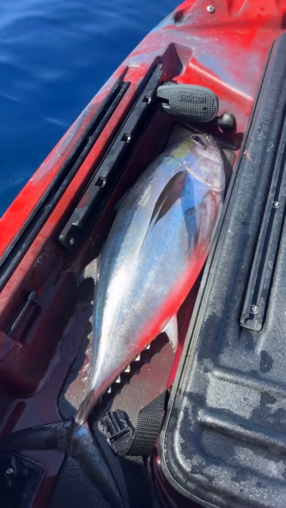 blackfin tuna
