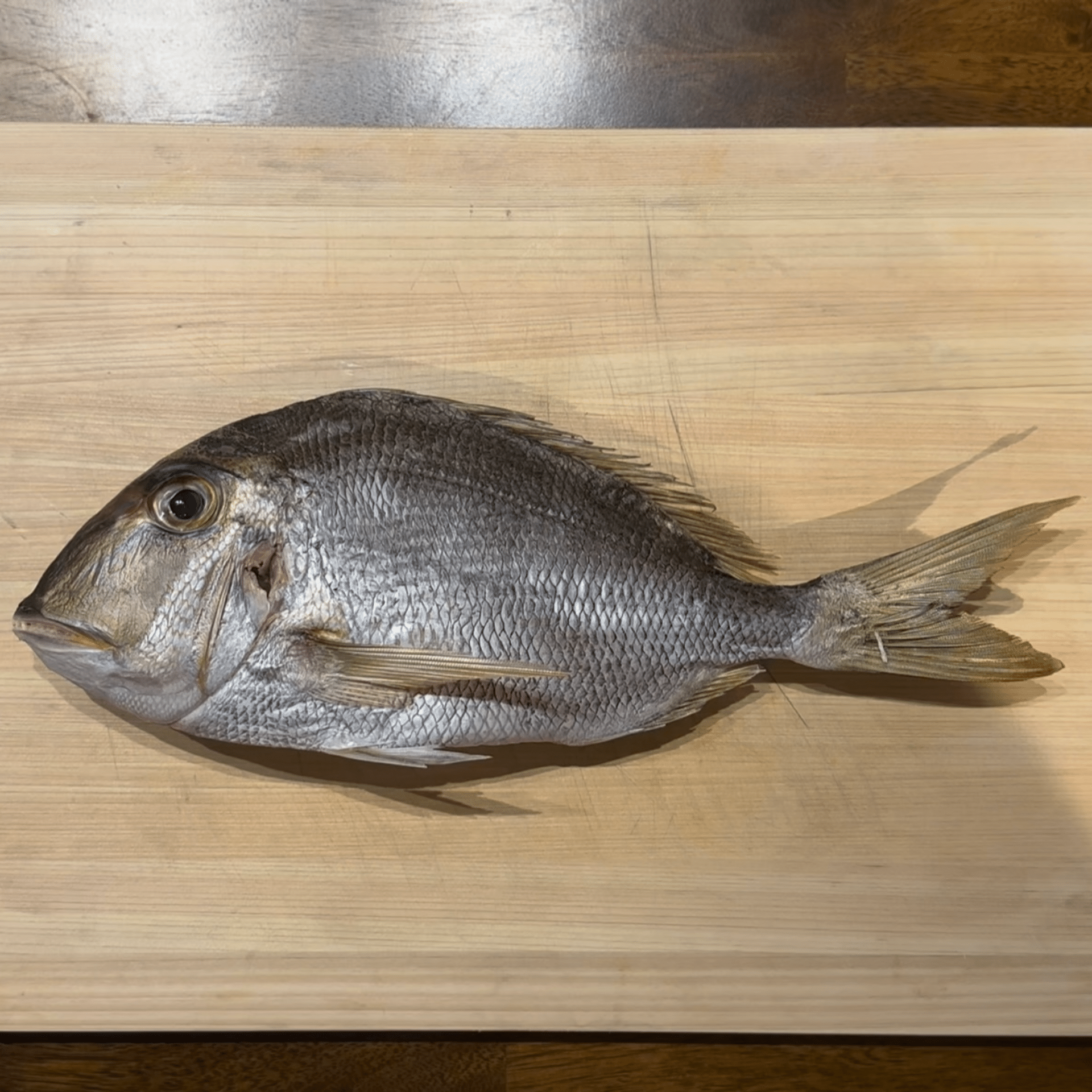 how to fillet a porgy