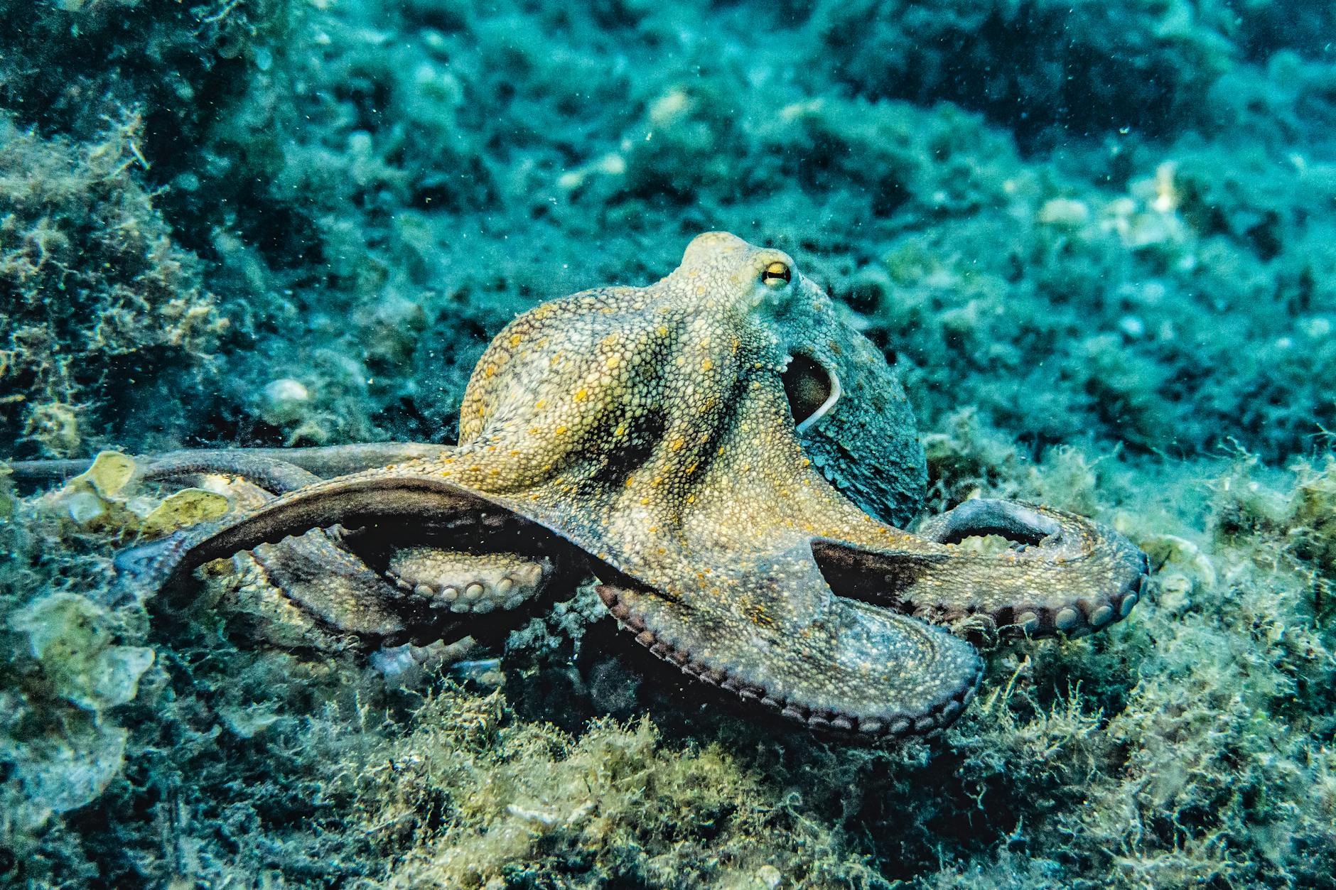 octopus