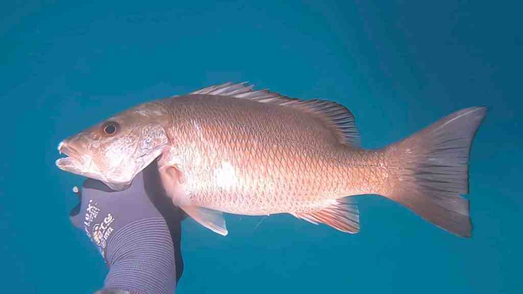 mangrove snapper