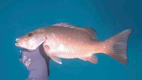 mangrove snapper