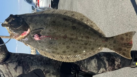 california halibut