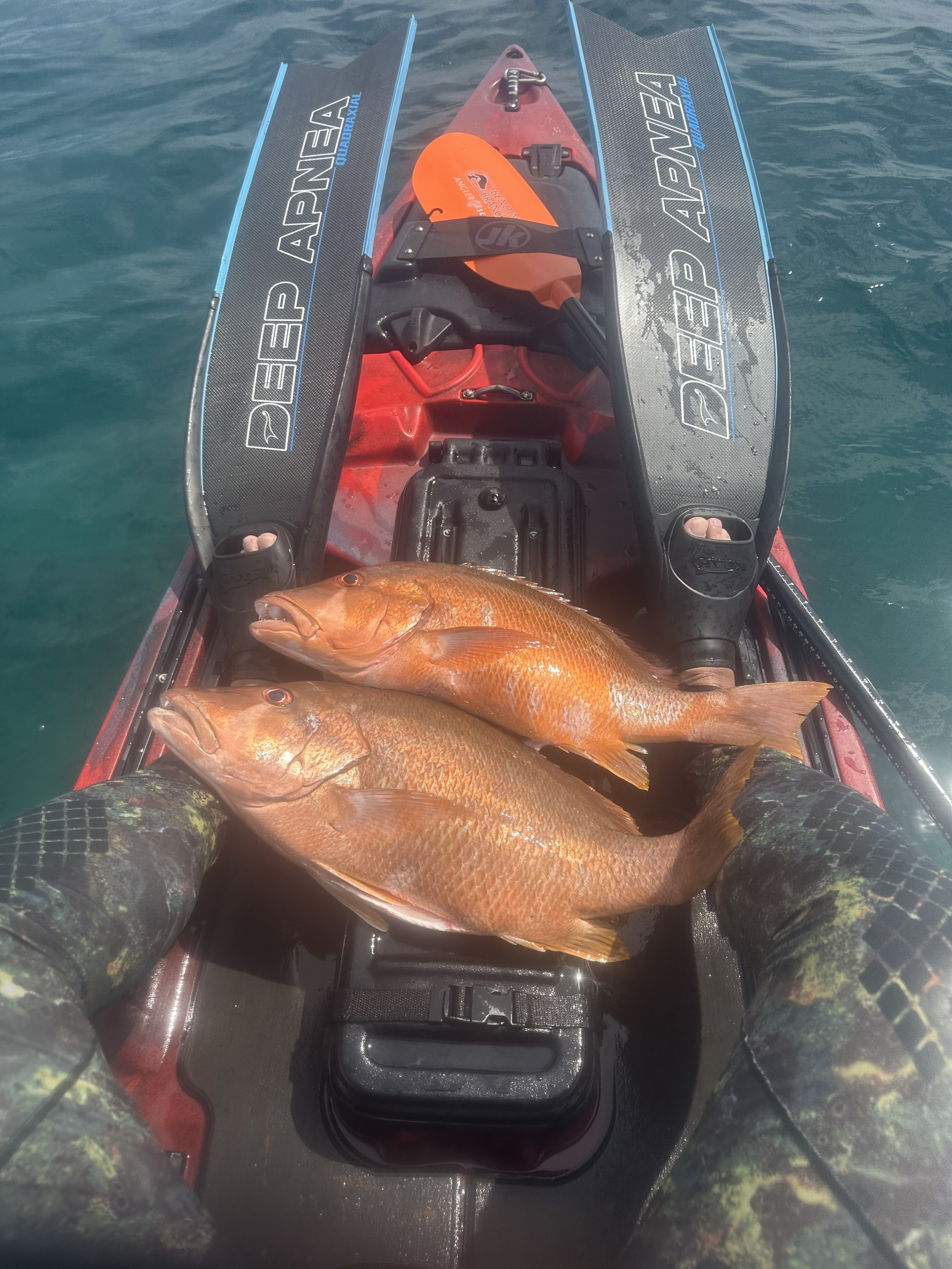 spearfishing dog snapper